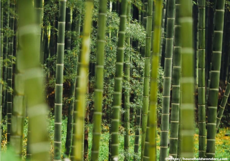 Bamboo – Not Getting Eco-Friendly