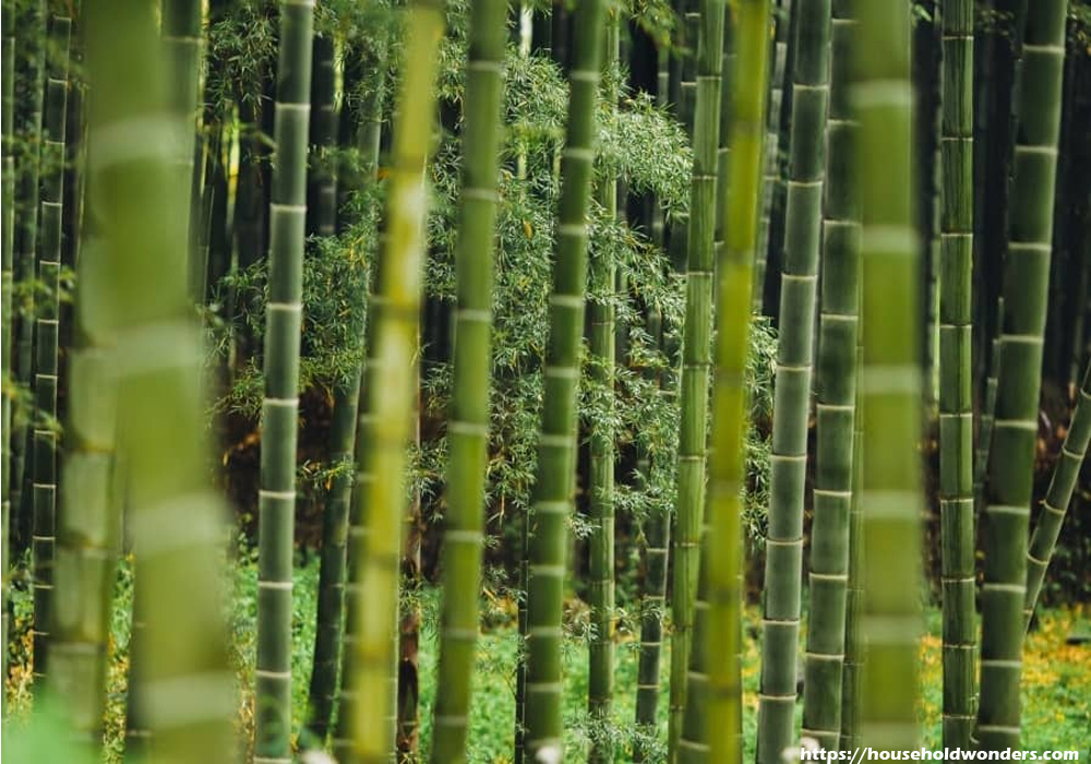 Bamboo - Not Getting Eco-Friendly