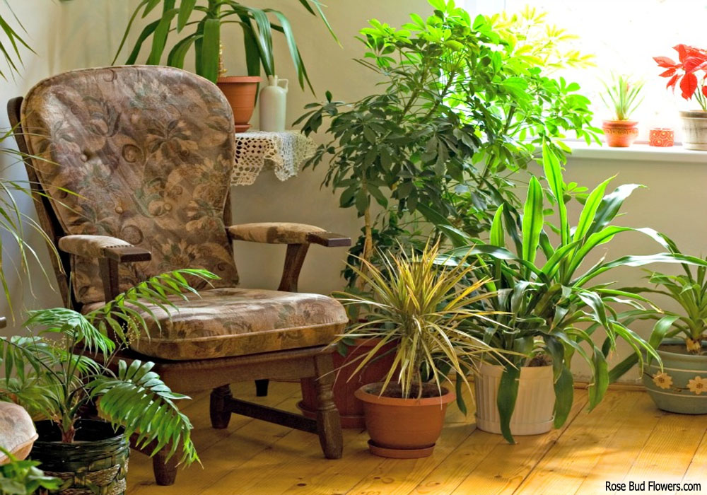 Going Green on Household Furniture